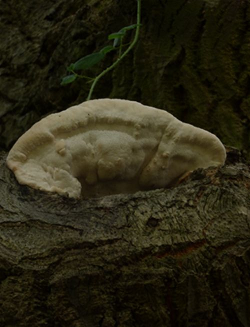  A closer view of the same bracket on Turner oak